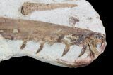 Mosasaur (Tethysaurus) Jaw Sections - Goulmima, Morocco #89250-3
